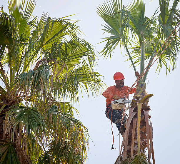 Residential Tree Removal in Corunna, MI